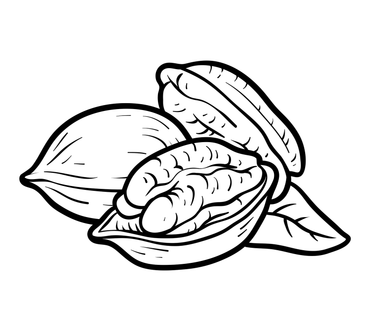 坚果-美洲山核桃