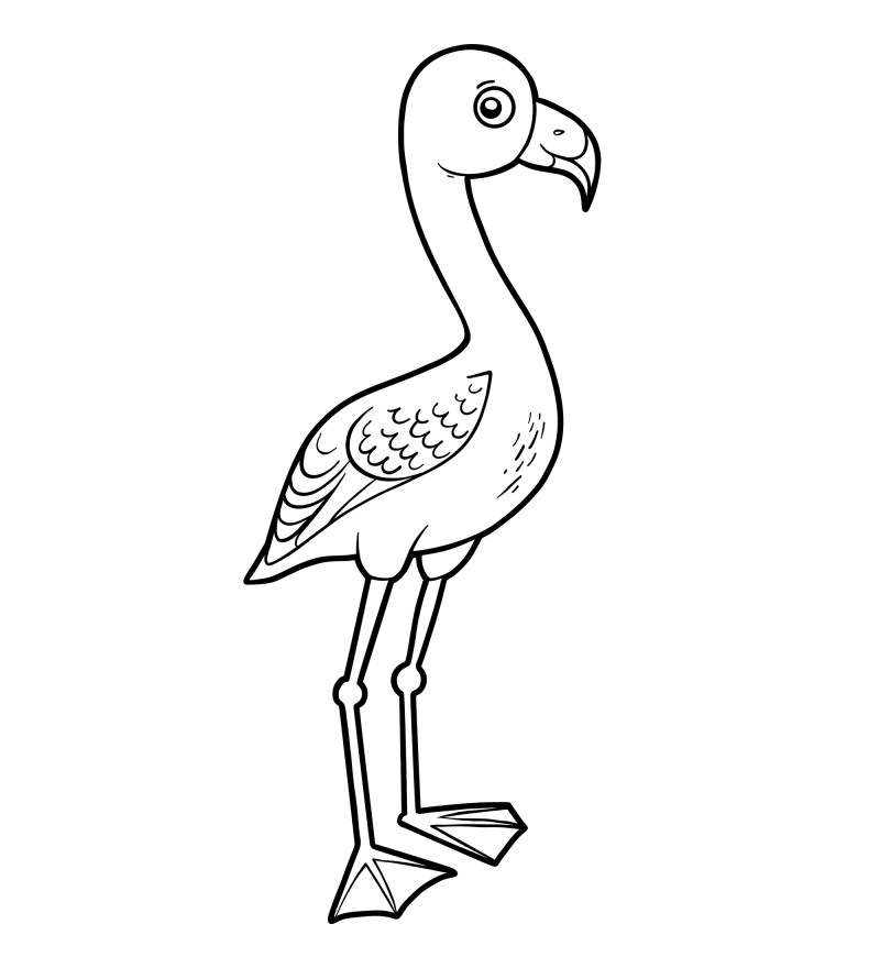 可爱的小鸟-火烈鸟