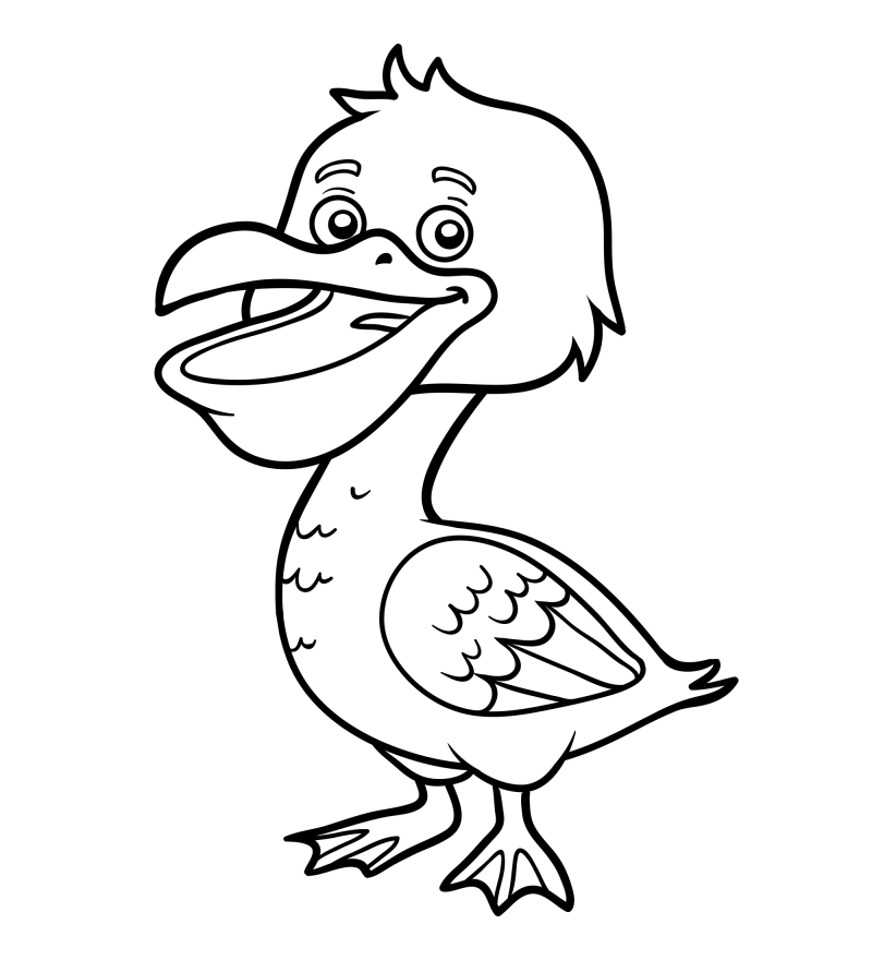 可爱的小鸟-鹈鹕